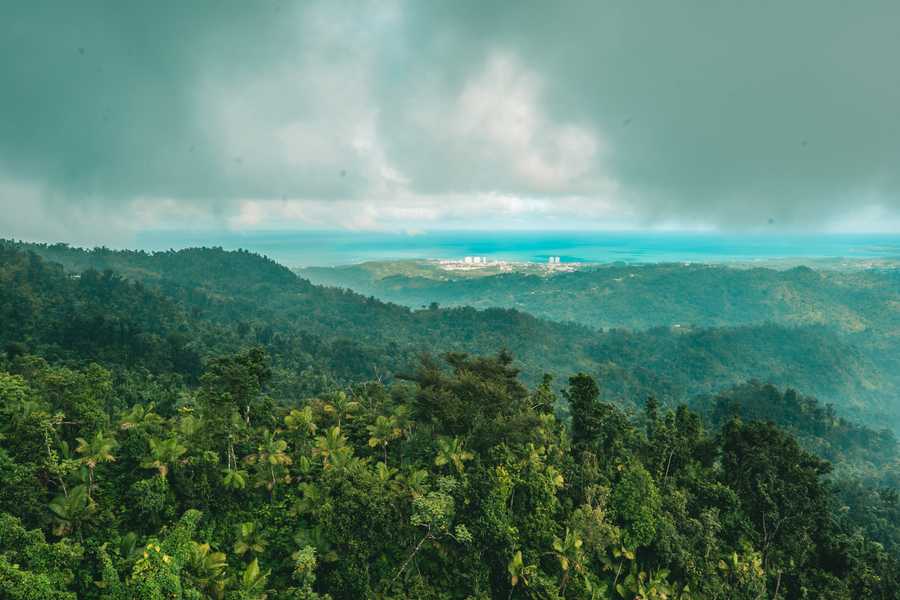the forests of puerto rico